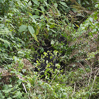 Photo de Rwanda - Parc national des volcans